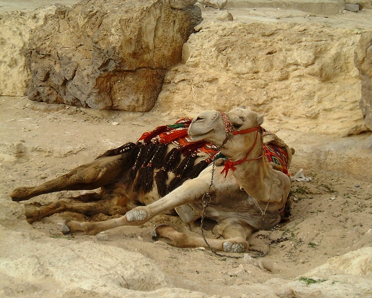 Naomi Camel