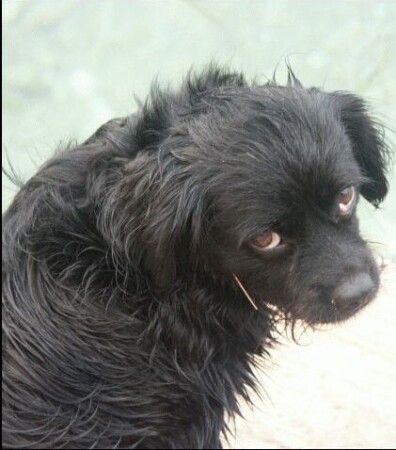 Собака бывает кусачей ...