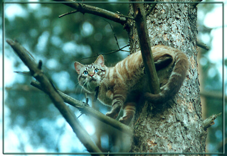 Дикий-лесной кот