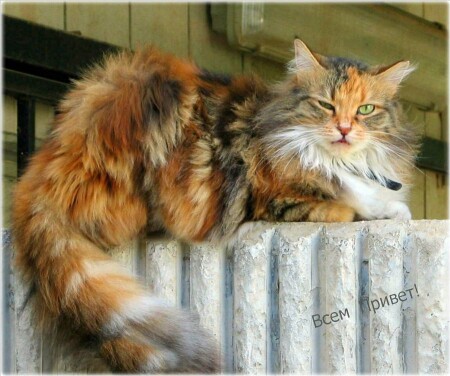 Конкурс закрывается ,господа!