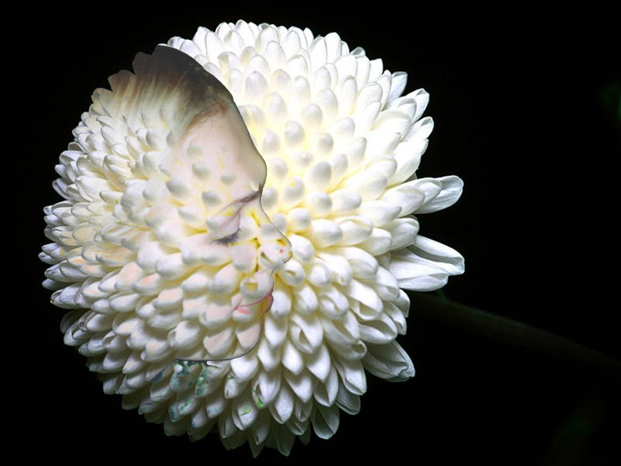 Chrysanthem
