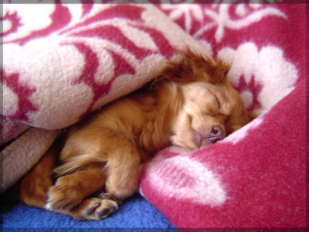 Сладких снов