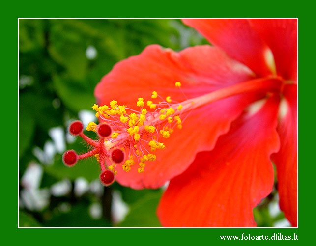Flowers in Miami - December