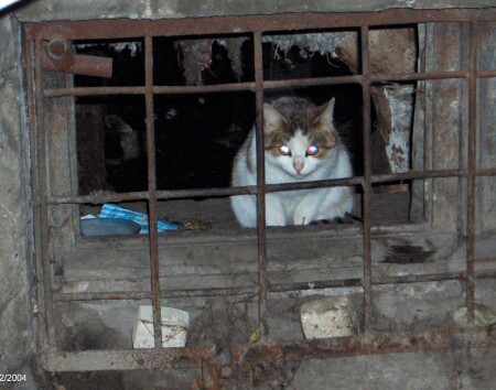 КОШАК В ЗАКОНЕ