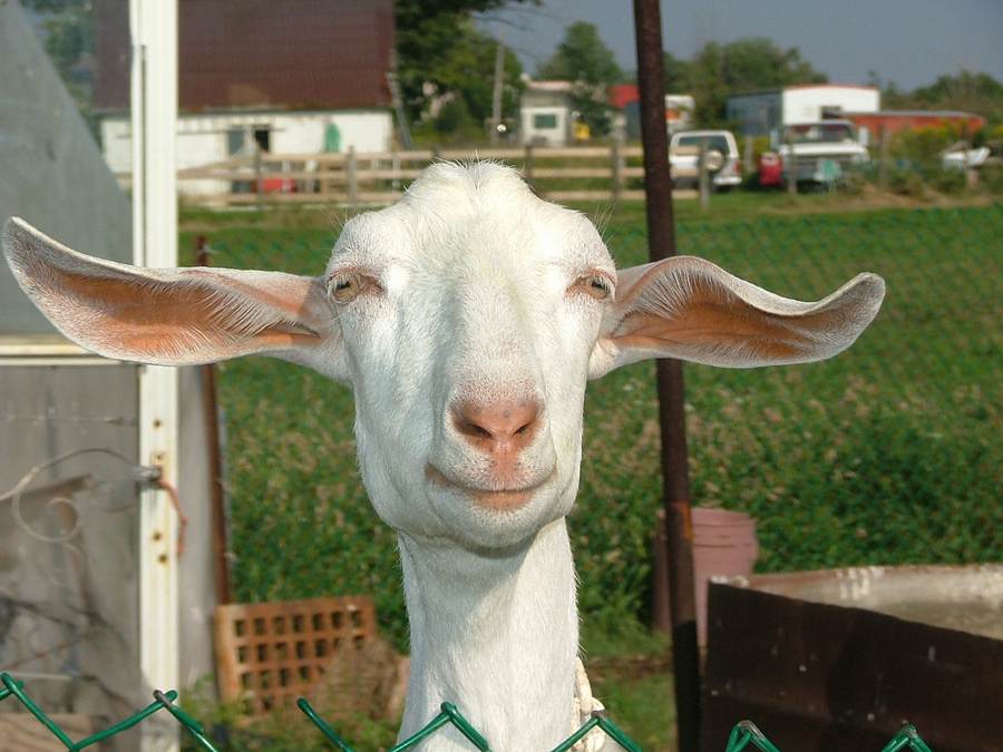 kaza narkosha