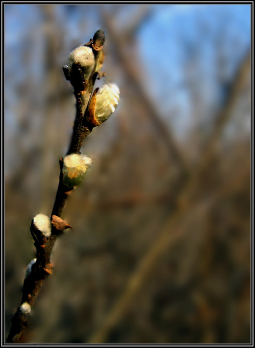 ...Spring in the autumn...