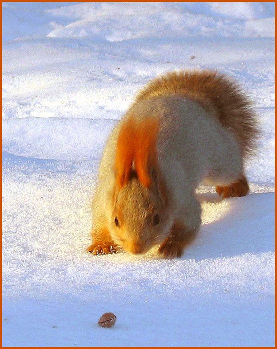 Попался!!!