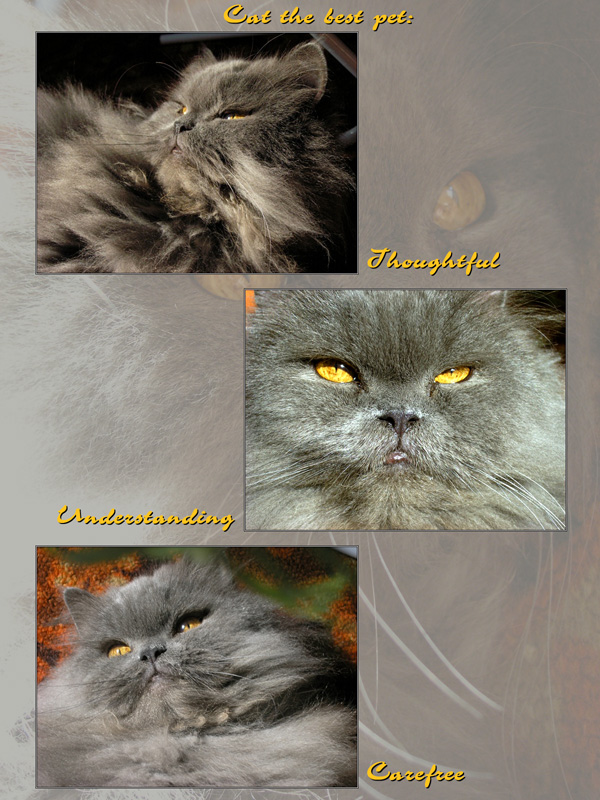 Cat the best pet!