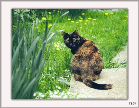 Муха - Надменная королева Кошек