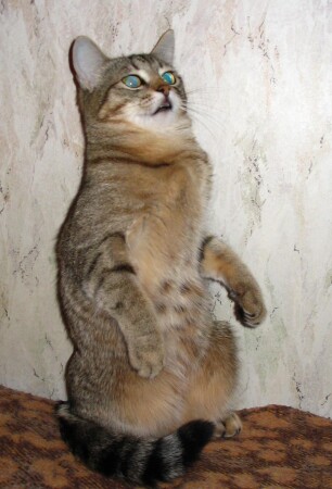 Акробатический трюк