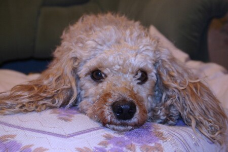 Моя Чапа грустит...