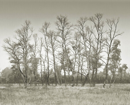 Забытая роща