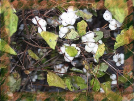 Зимние ягодки