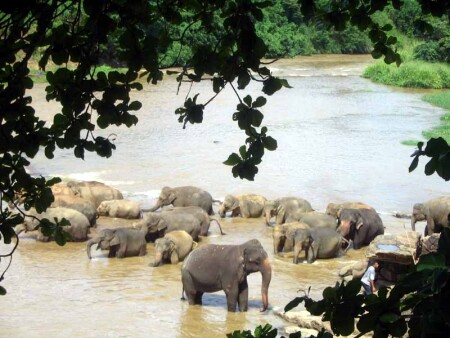 Слоники купаются 