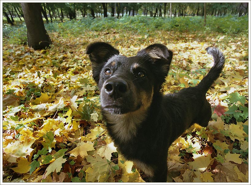 Осенний пёс