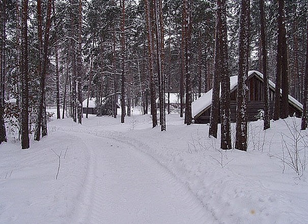 по леснои тропе