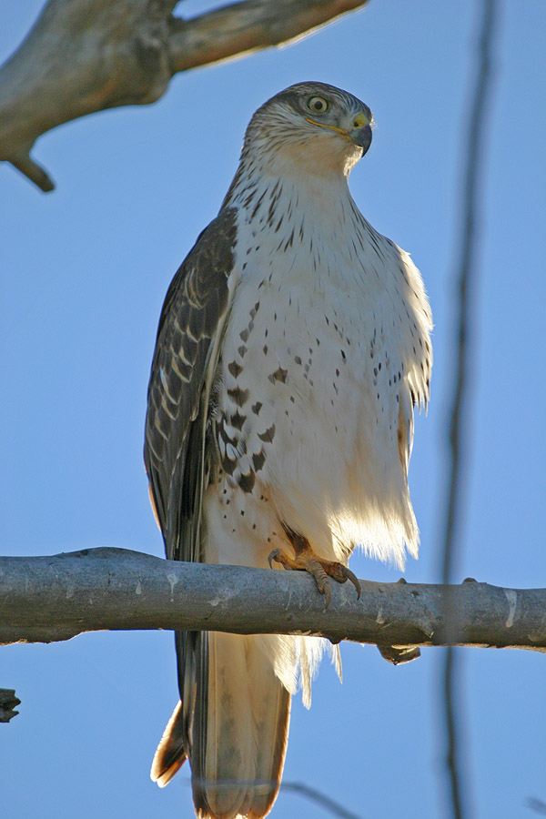 Hawk
