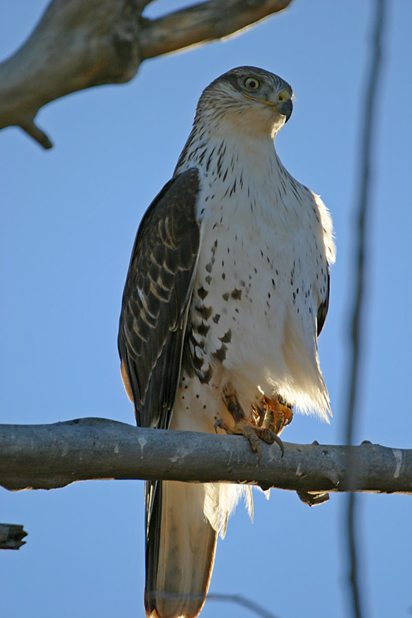 Hawk 2