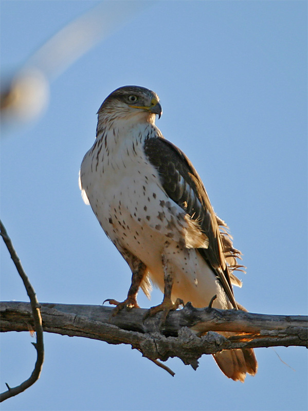 Hawk 3