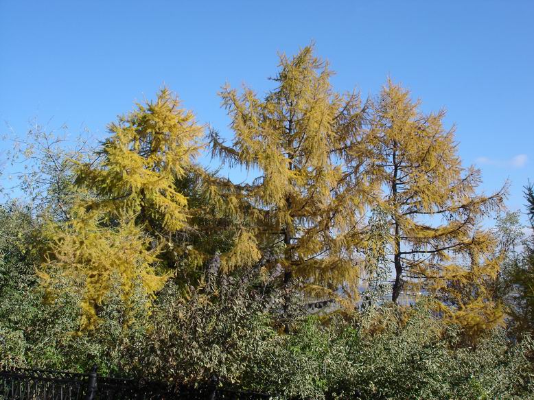 Аллея