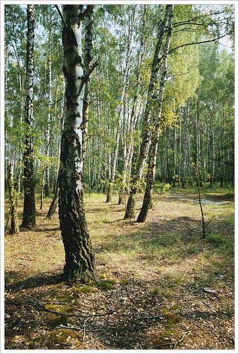 Этюд в берёзовых тонах