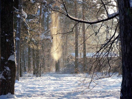 Золото зима роняет...