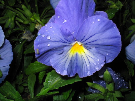 Анютины глазки