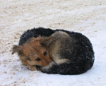 Боль и Грусть в Глазах Никому не Нужного Существа