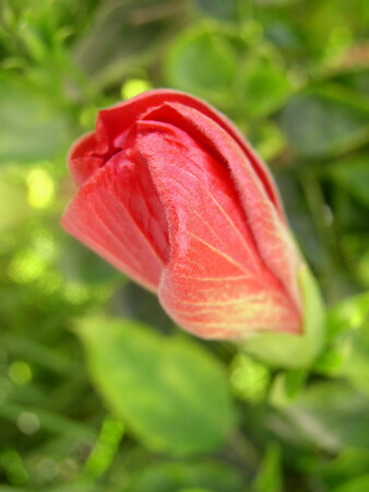 Red passion