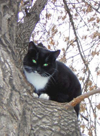 Наблюдатель