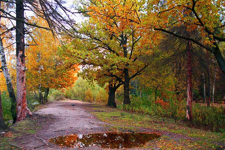 ОСЕНЬ В АЛМАЗОВО