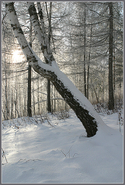 Зимняя береза.