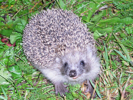 Ежики тоже улыбаются