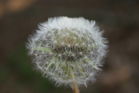 Божий одувнчик
