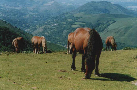 далеко, далеко, на лугу пасутся ко..