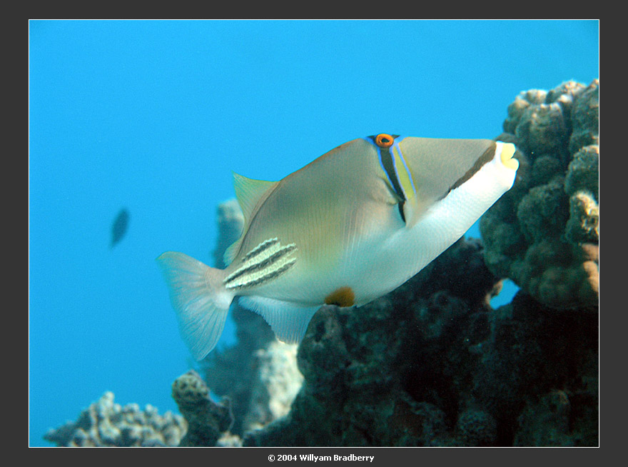 Picasso triggerfish