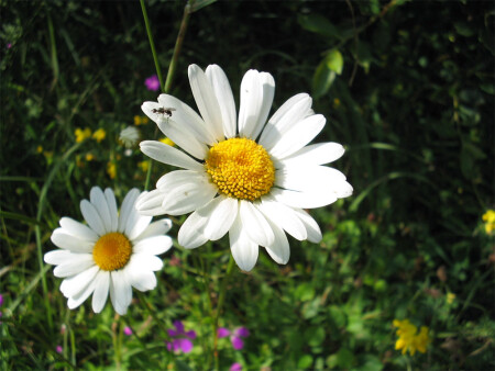 Раз ромашка, два ромашка...