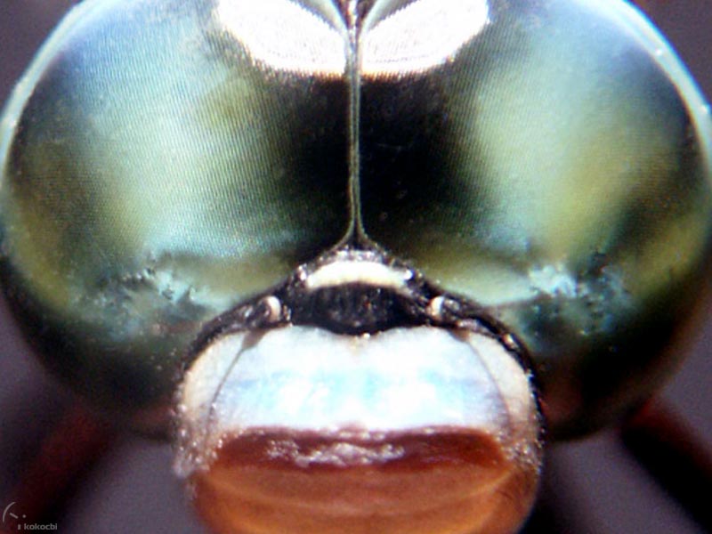 buzzz