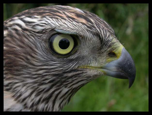 Тетеревятник (Accipiter gentilis)