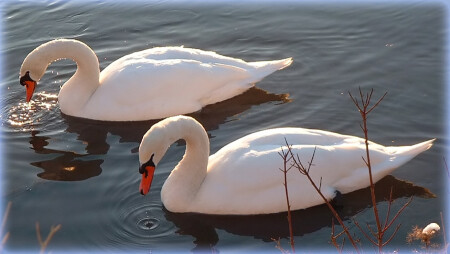 Синхронное плавание