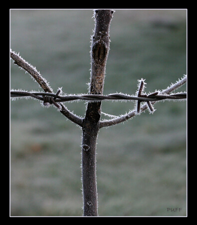 Свободу палочкам