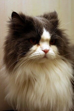 Котик2
