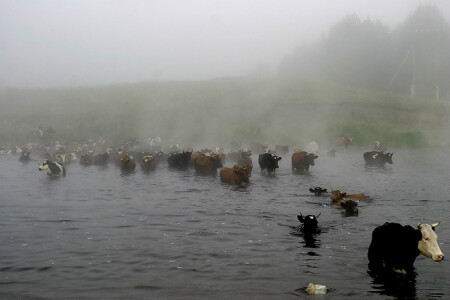 ужноуральское сафари