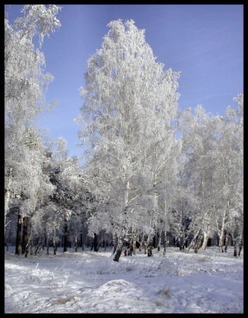 Зимняя береза ..