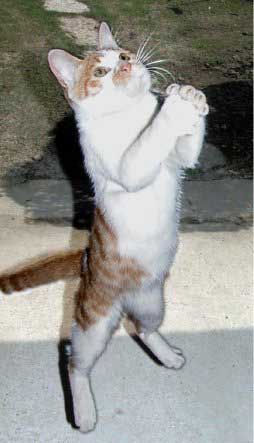 my cats