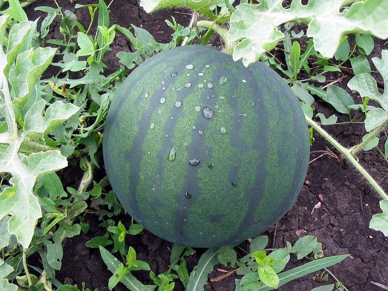 Кавун