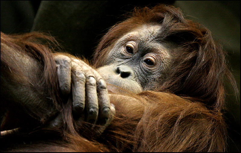 Sad Monkey