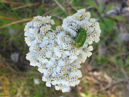 Цветок и жук