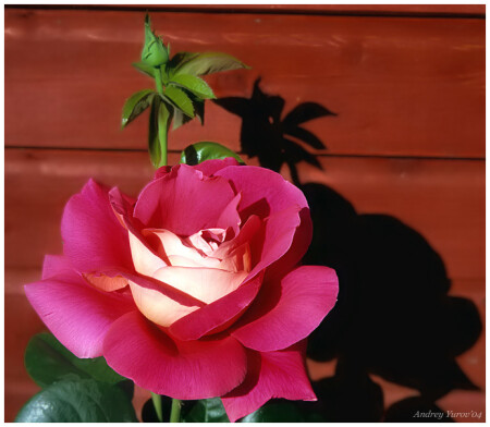 Deep Pink