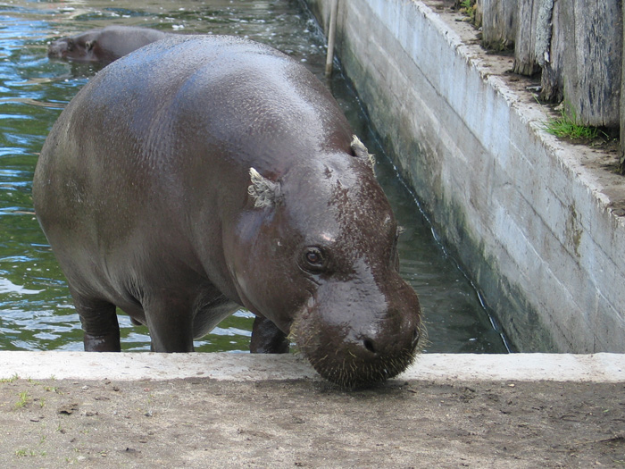 Pigimot